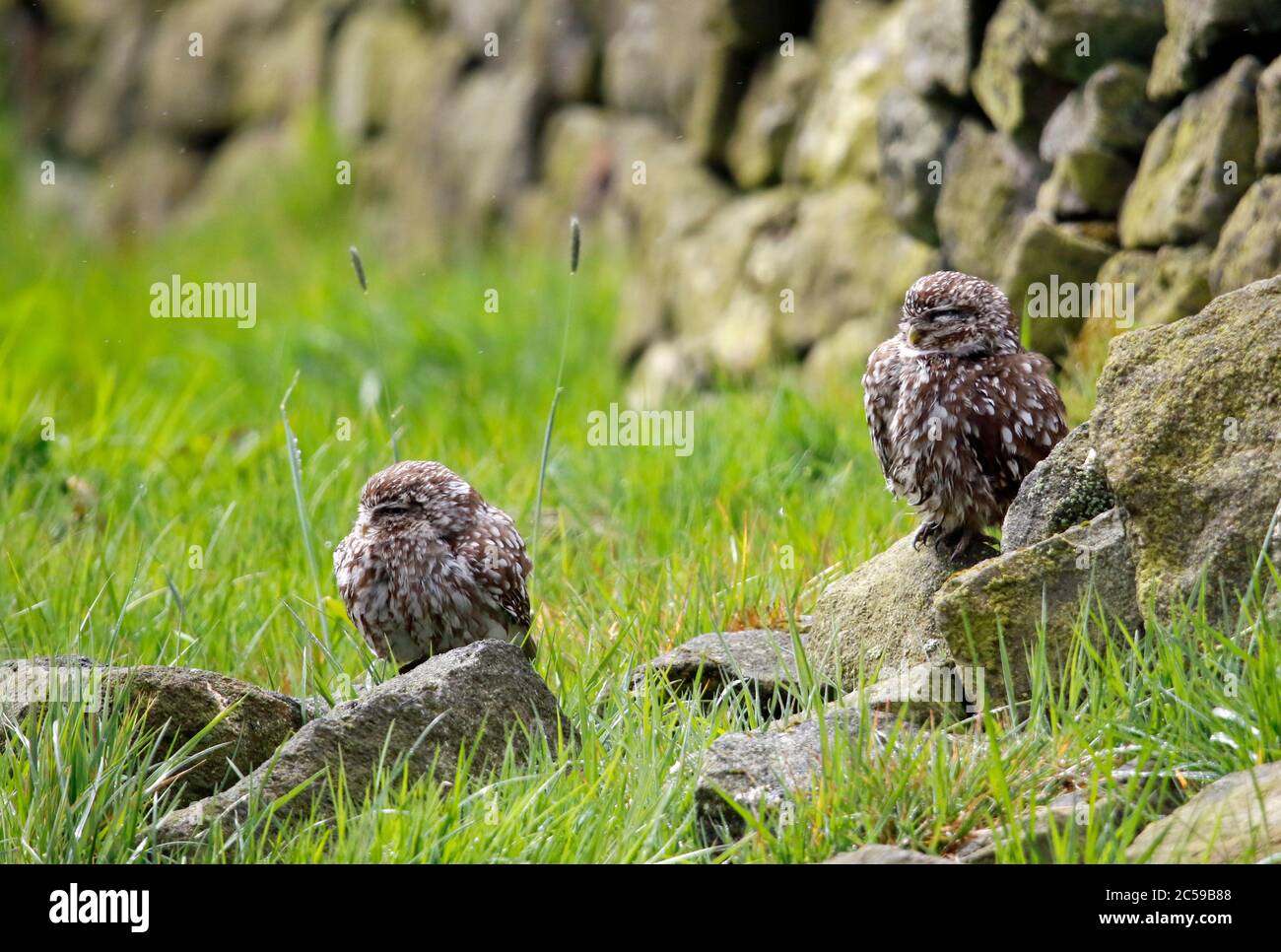 Kleine Eulen, die nach einem Regensturm aufbrauen Stockfoto