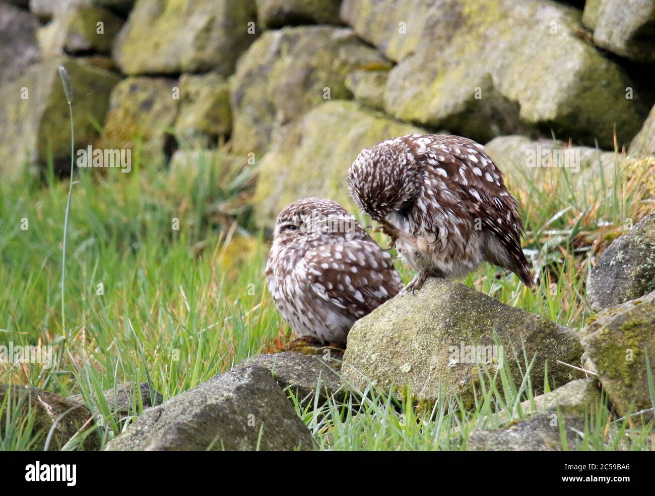 Kleine Eulen, die nach einem Regensturm aufbrauen Stockfoto
