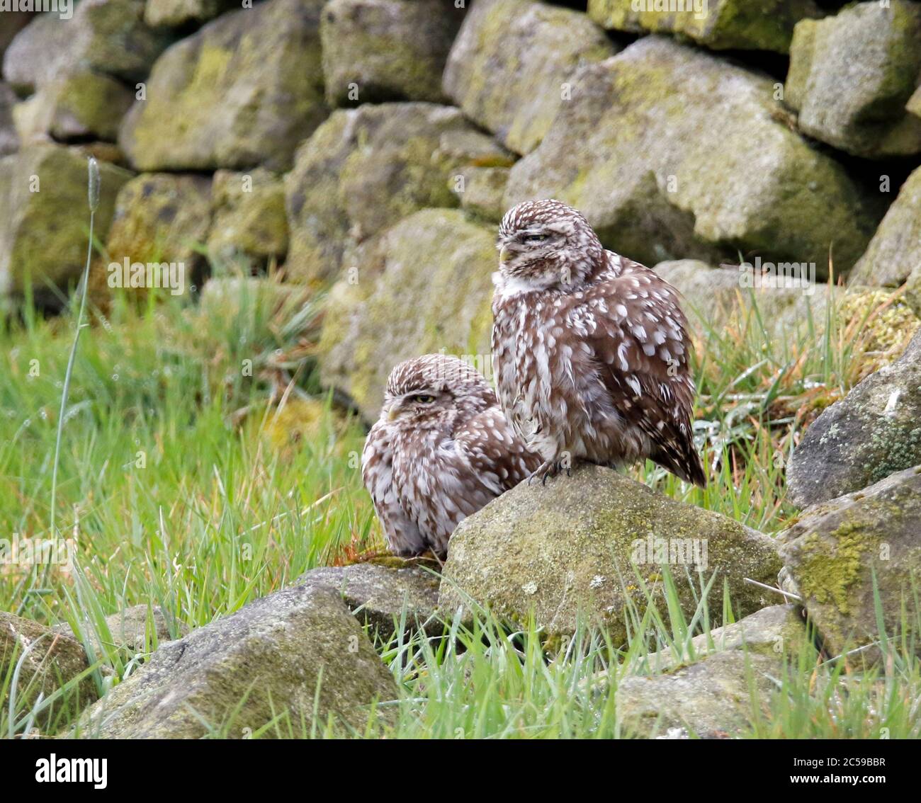 Kleine Eulen, die nach einem Regensturm aufbrauen Stockfoto