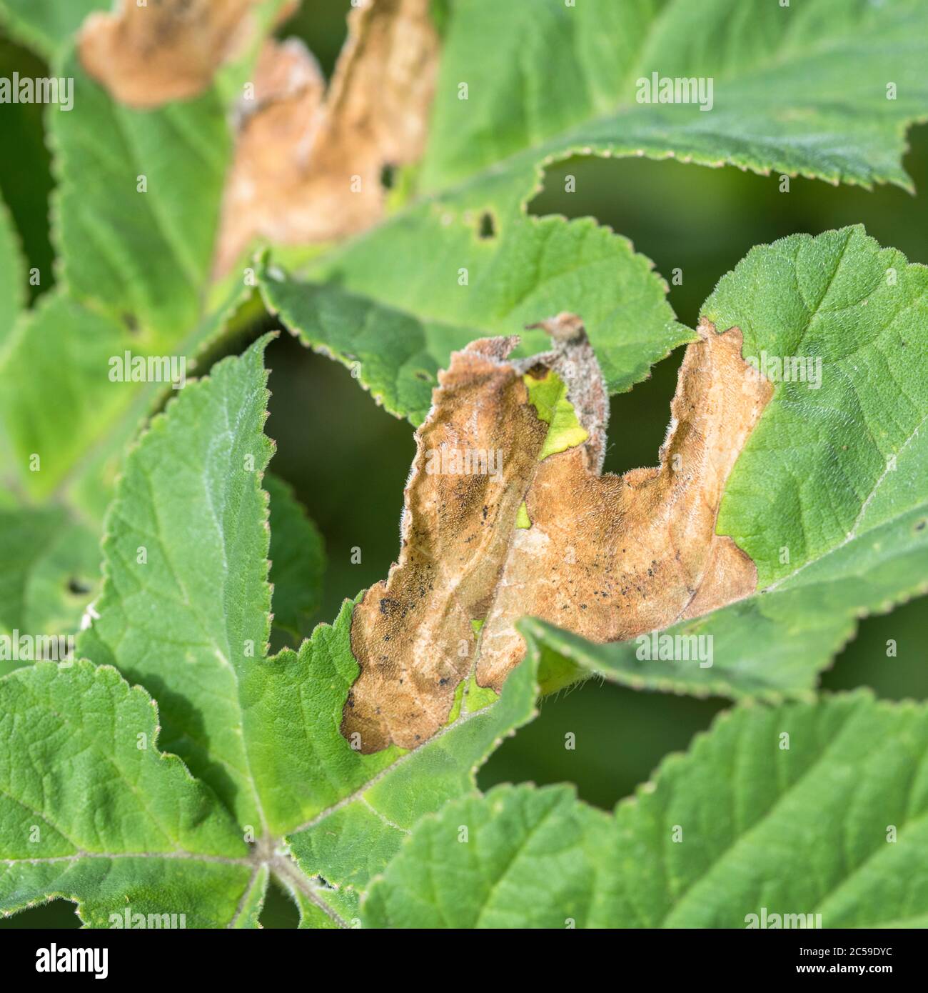 Blätter von Hogweed / Heracleum sphondylium von Insekten (Arten unbekannt), im Sommer Sonnenlicht weggefressen. Für insektengeschädigte Pflanzen, Insektenschäden. Stockfoto