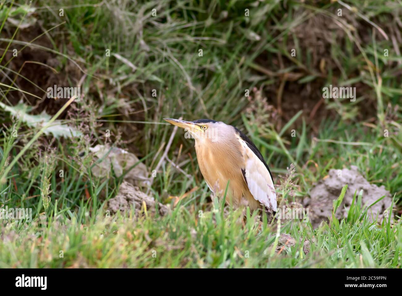 Little Bittern. Ixobrychus minutus. Natur Lebensraum Hintergrund. Stockfoto