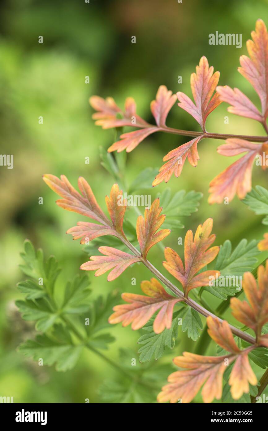 Gelb-orange färbende Blätter von Hemlock Wasserpfropfwort / Oenanthe Krokata im Juni-Juli. Eine der giftigsten Pflanzen Großbritanniens. Sterbende Pflanzenblätter. Stockfoto