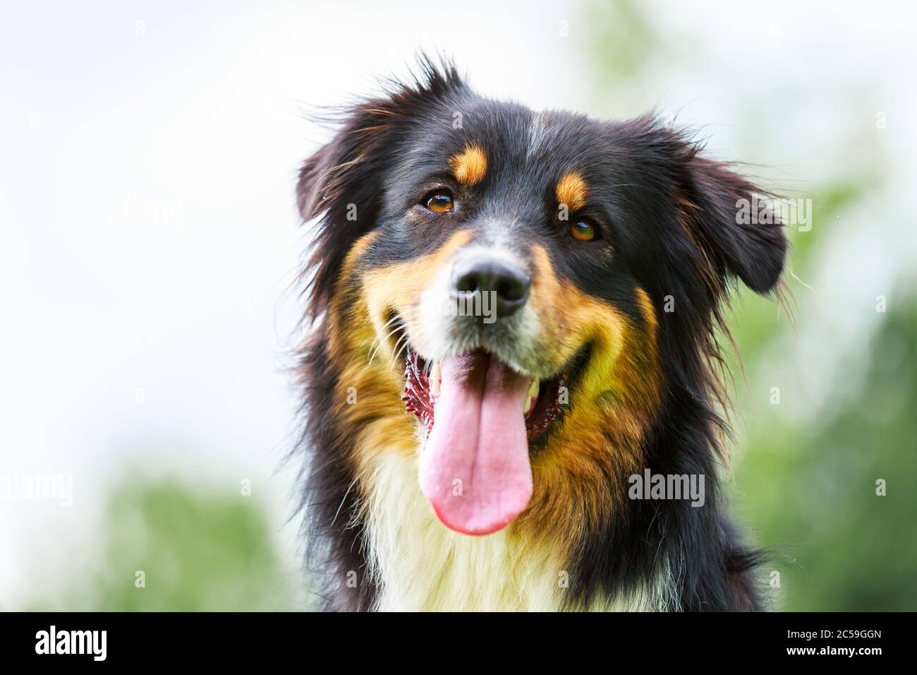 Farbenprächtiges Porträt eines australischen Schäferhundes Stockfoto
