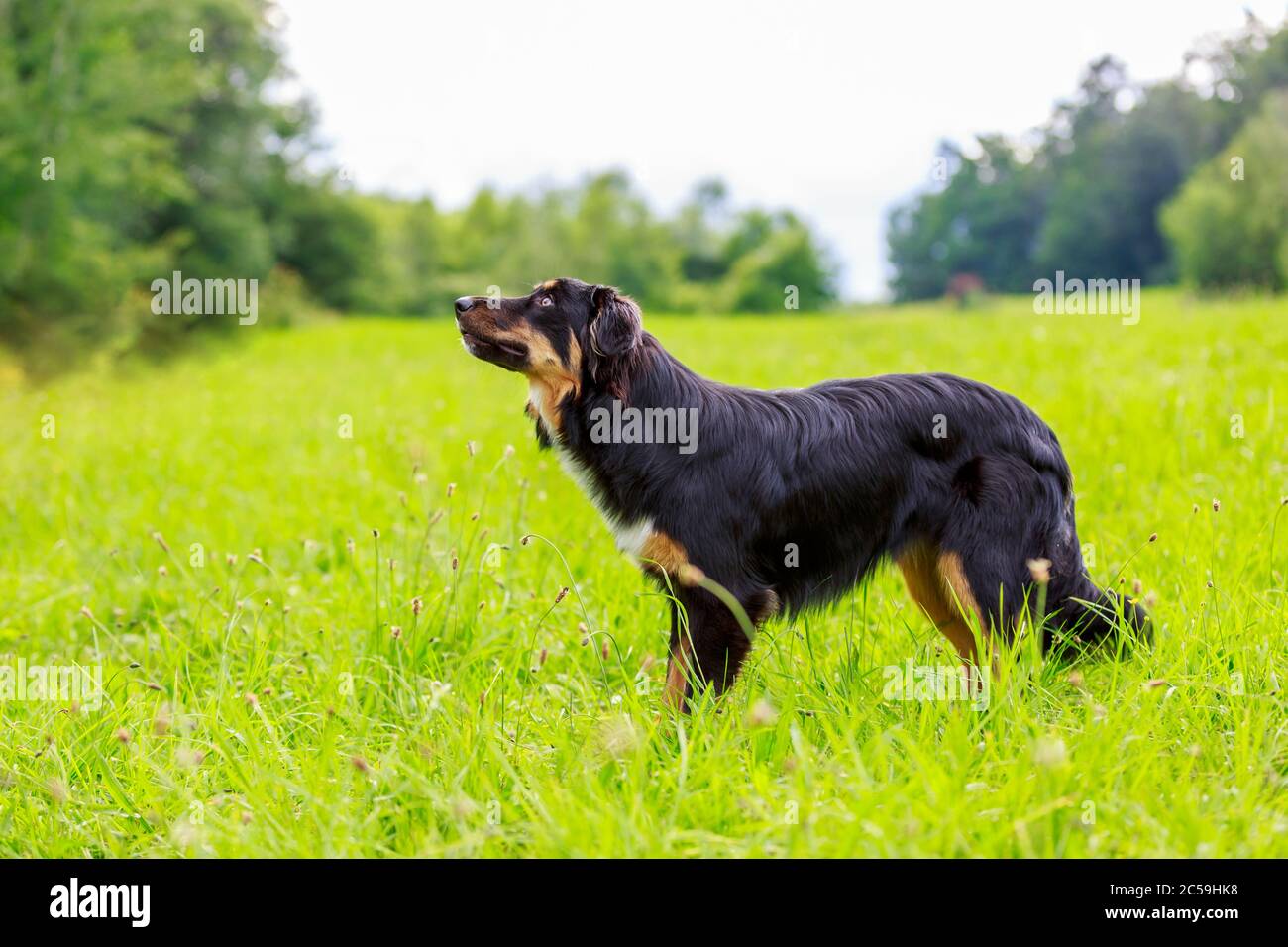 Farbenprächtiges Porträt eines australischen Schäferhundes Stockfoto