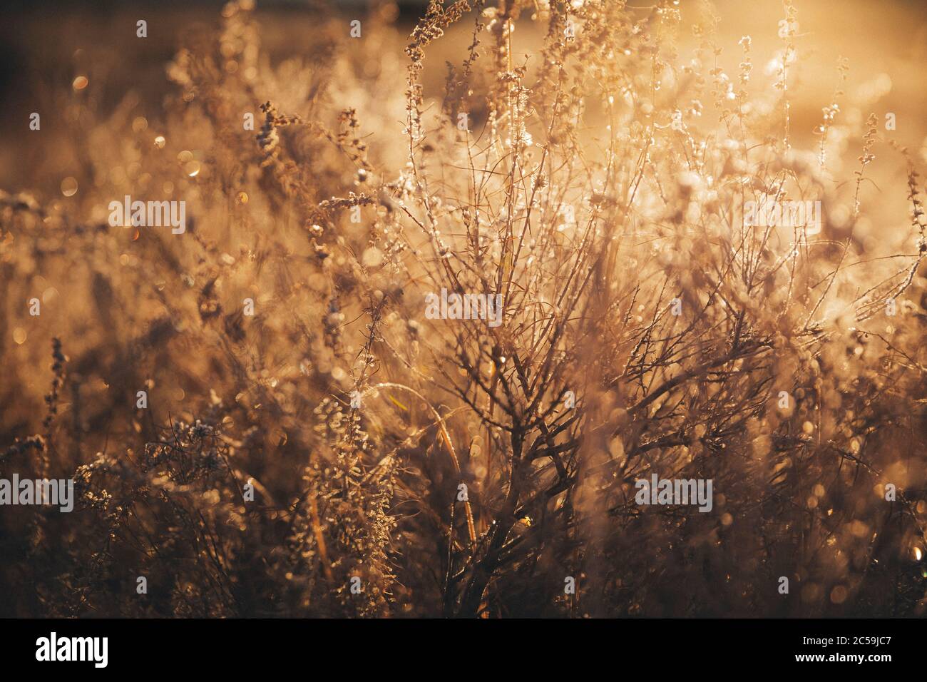 Morgenbüsche im Arches National Park Stockfoto