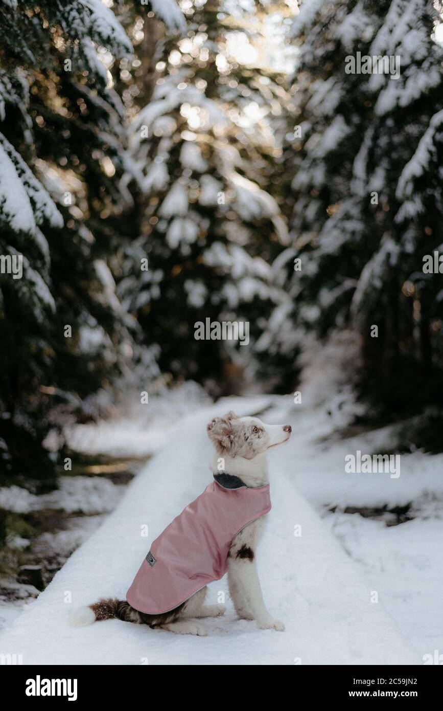 Border Collie Welpe mit Schneejacke Stockfoto