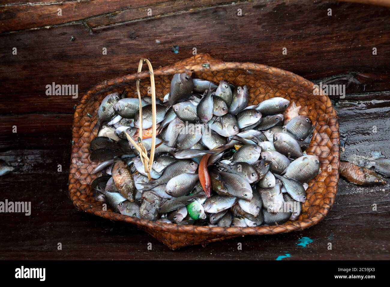 Indonesien, Nusa Tenggara, Osttimor, Insel Pantar, Korb mit kleinen Fischen im Fischerboot Stockfoto