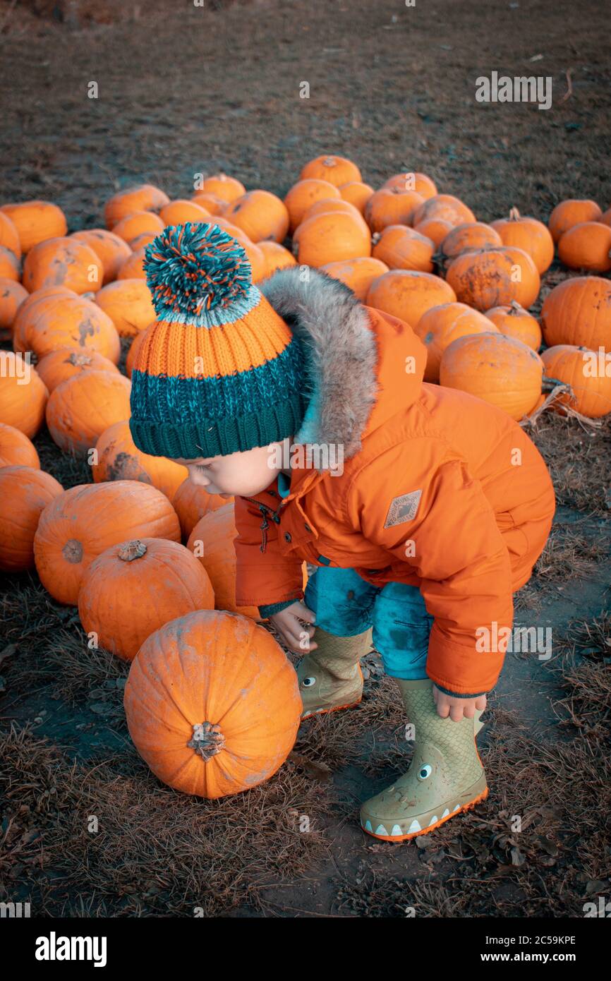 Ein Kind lehnt sich nach unten, um einen Kürbis in einem Kürbispflaster zu holen Stockfoto