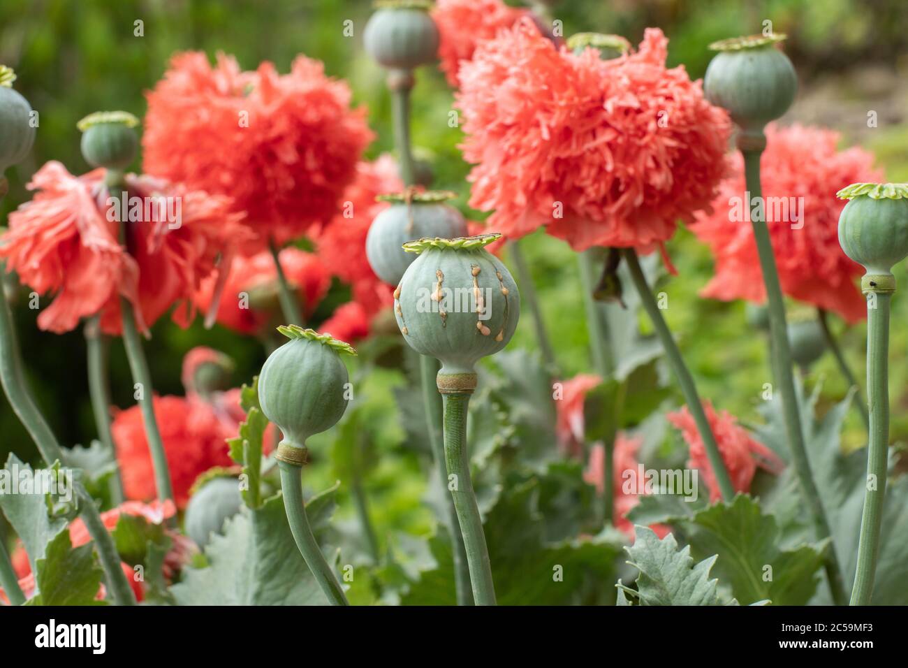 Opium Mohnschoten mit Opiumlatex bereit zur Ernte Stockfoto