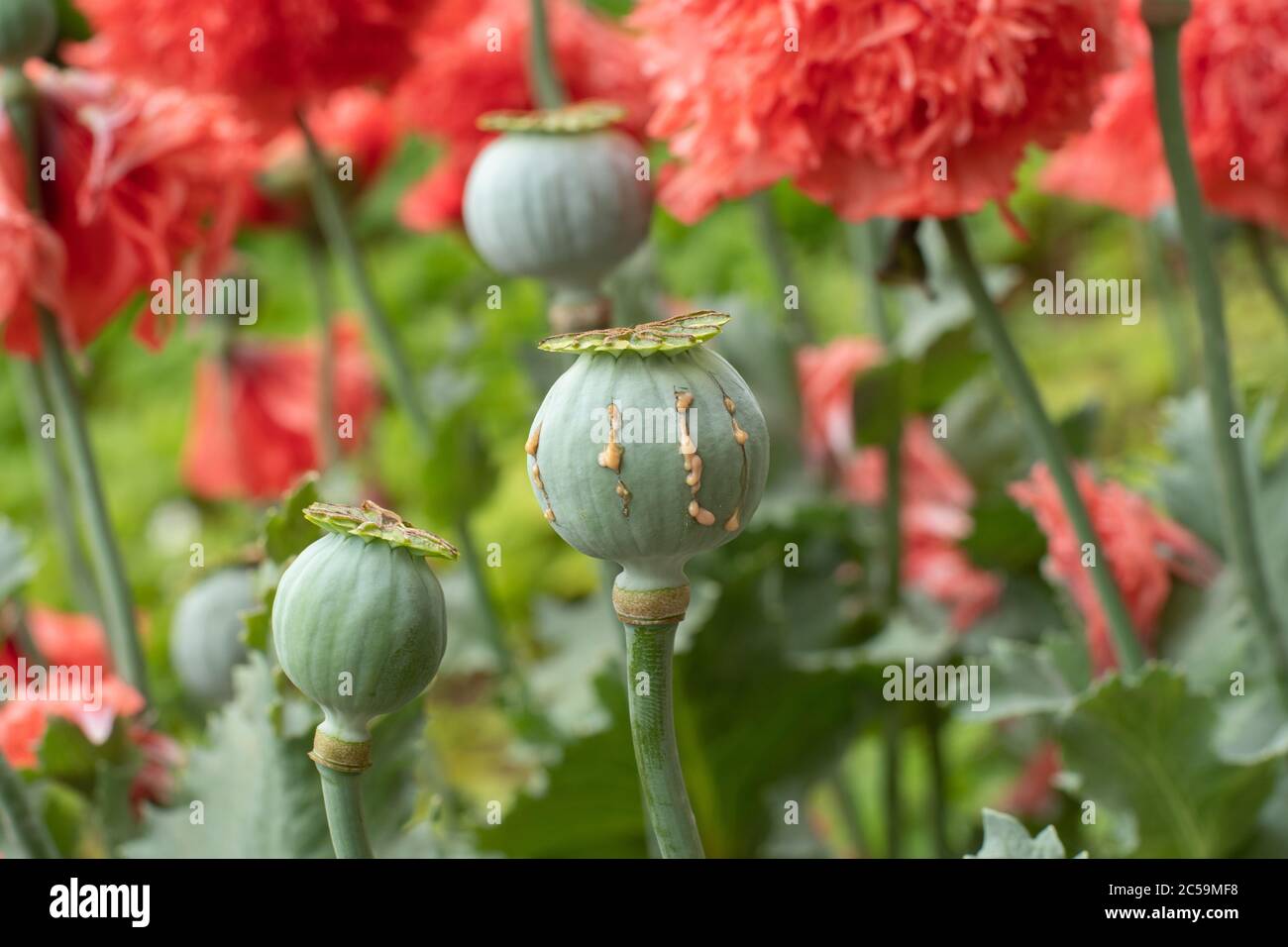 Opium Mohnschoten mit Opiumlatex bereit zur Ernte Stockfoto