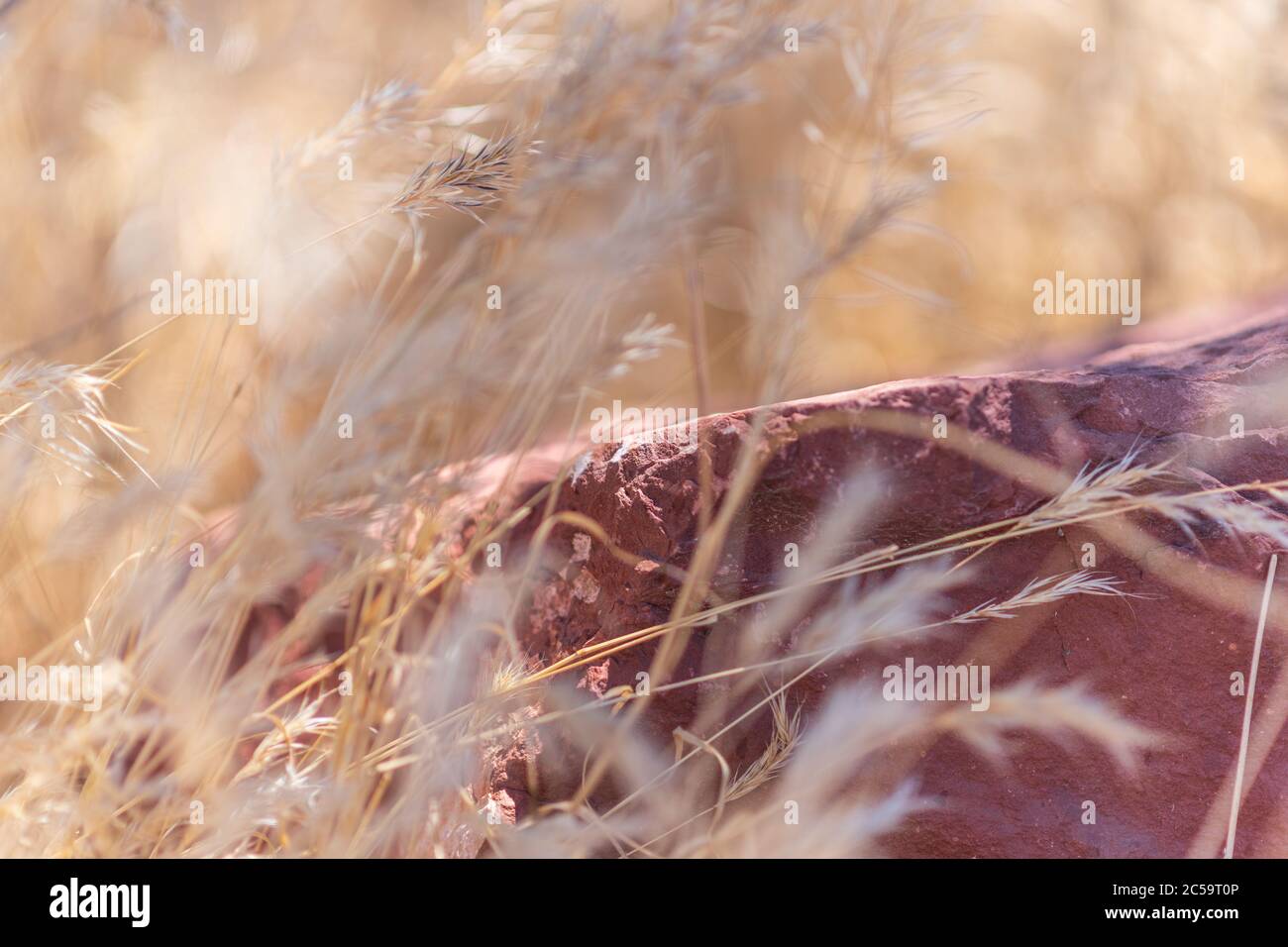 Eine warme Arizona Brise bewegt das hohe Gras um einen Sedona Rock Stockfoto