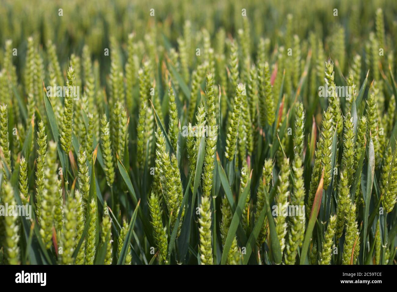 Ähren von grünem Mais im Frühjahr für den Einsatz als Hintergrund Stockfoto