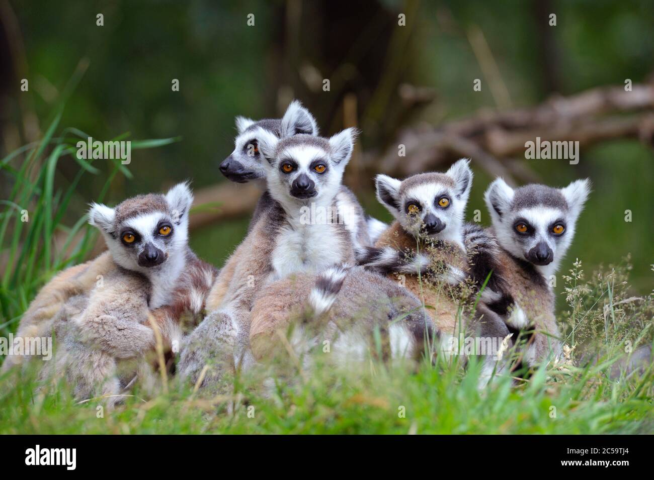 Familie der Lemuren Stockfoto