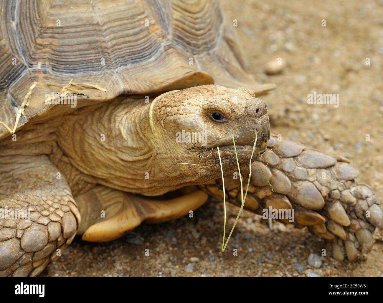 Afrikanische Schildschildkröte Stockfoto