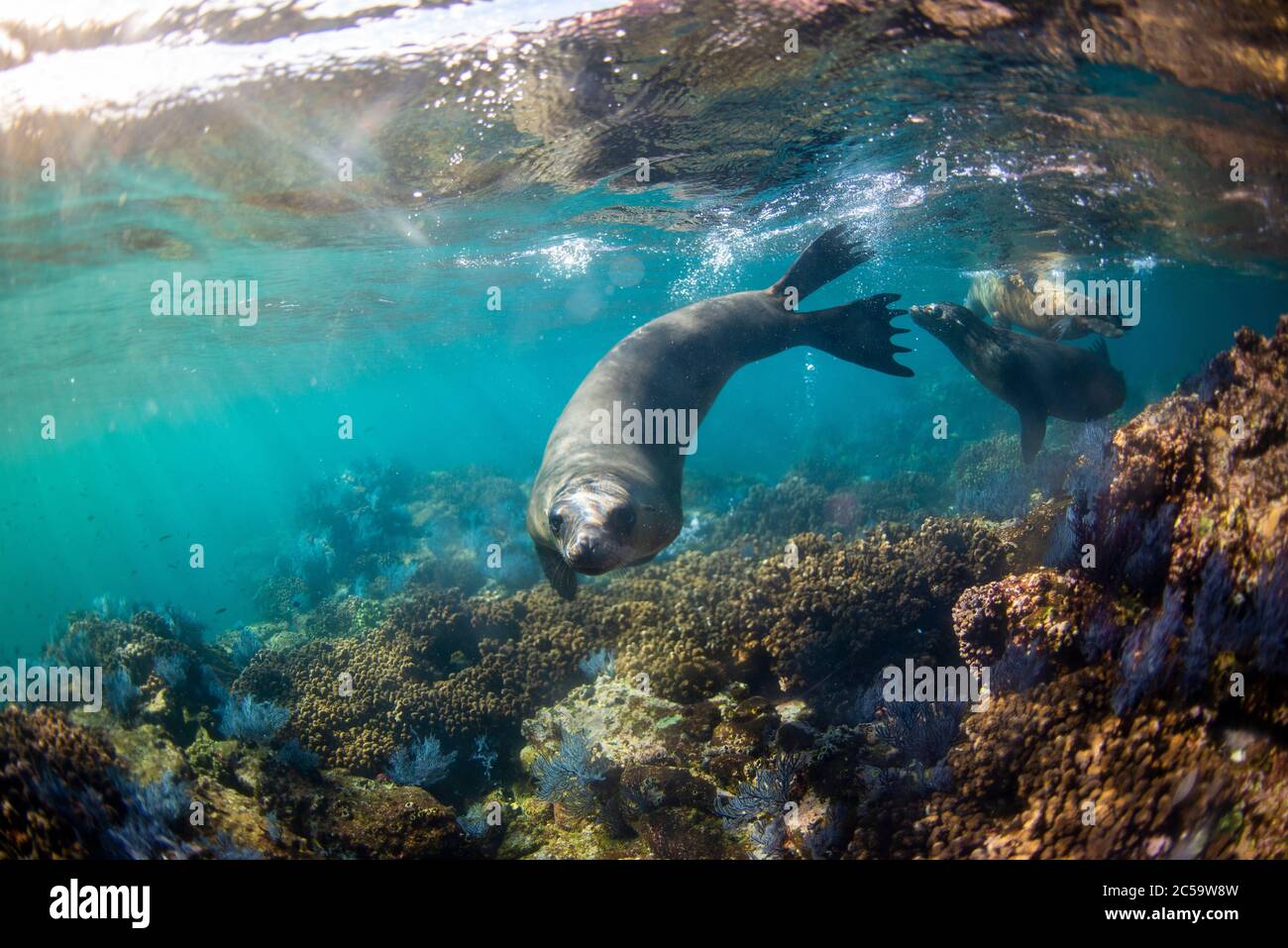 Meeresleben während einer Tour mit Baja Outdoor Company auf der Espiritu Santo Insel in Baja California. Stockfoto