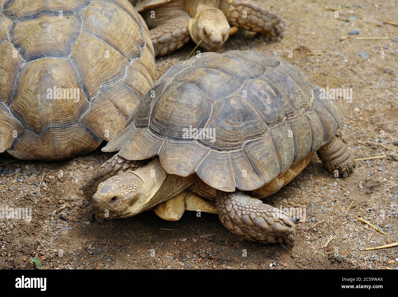 Afrikanische Schildschildkröte Stockfoto