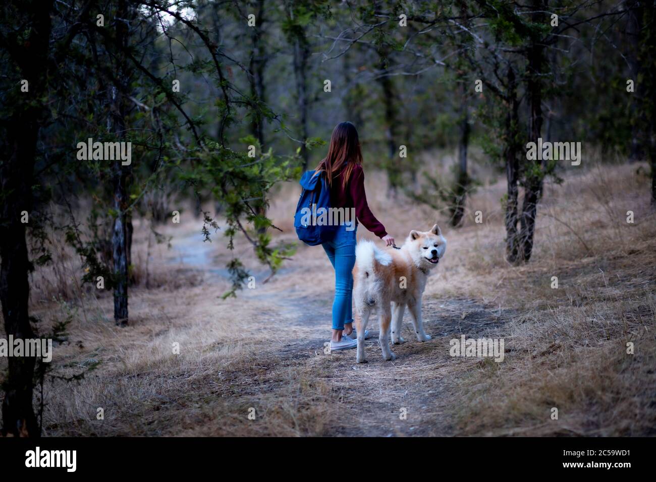 Junges Mädchen im Wald mit ihrem Hund Stockfoto