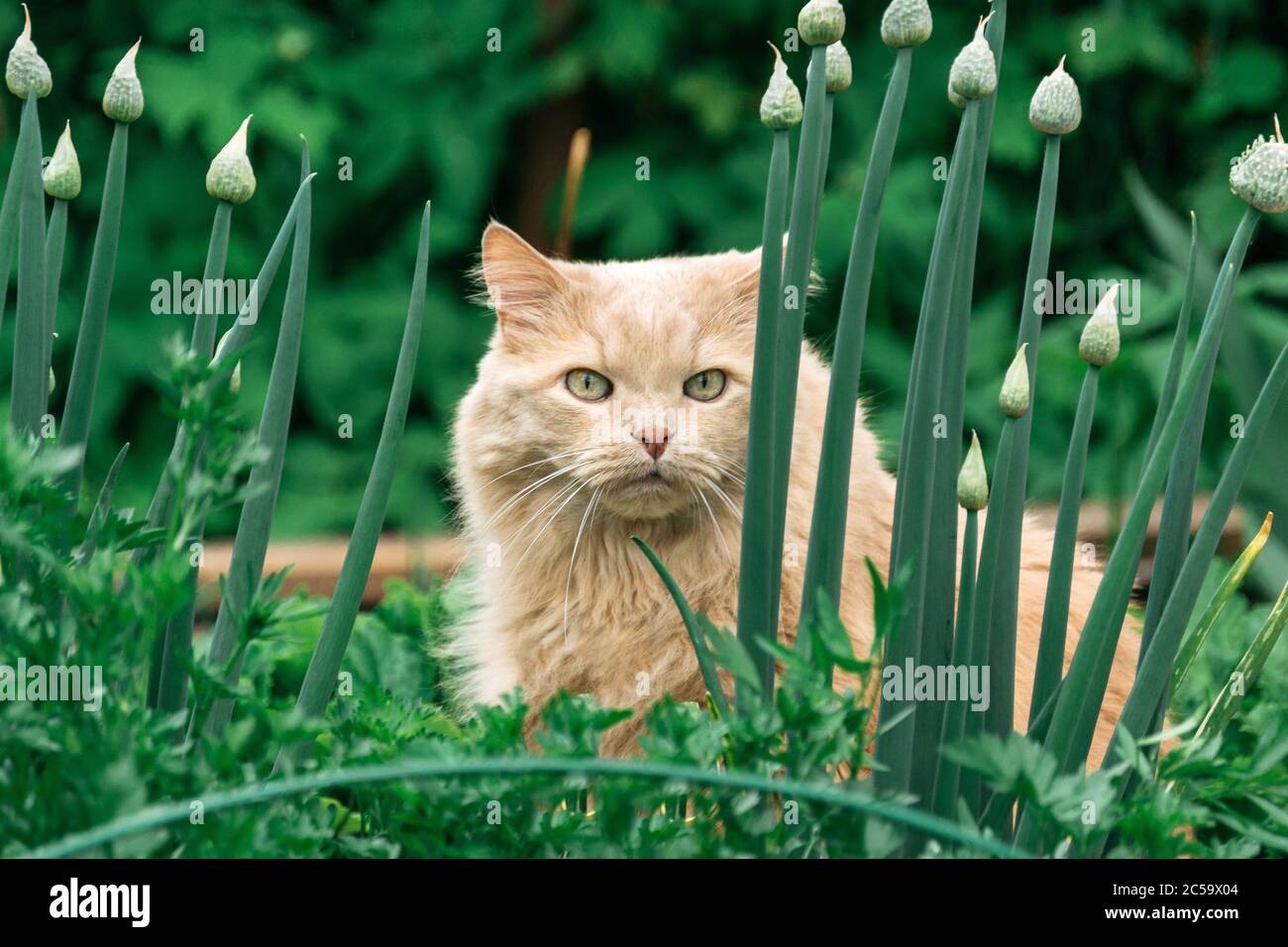 Schöne persische Katzenjagd im Gras im Sommer Front Stockfoto
