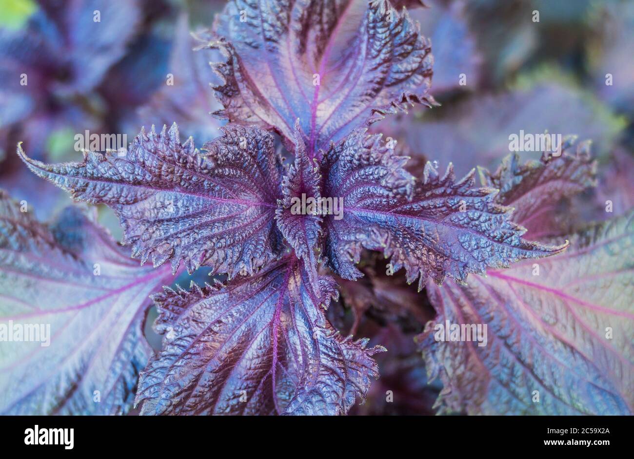 Pflanze shiso rot perilla lila Blätter Nahaufnahme Blick im Freien Stockfoto