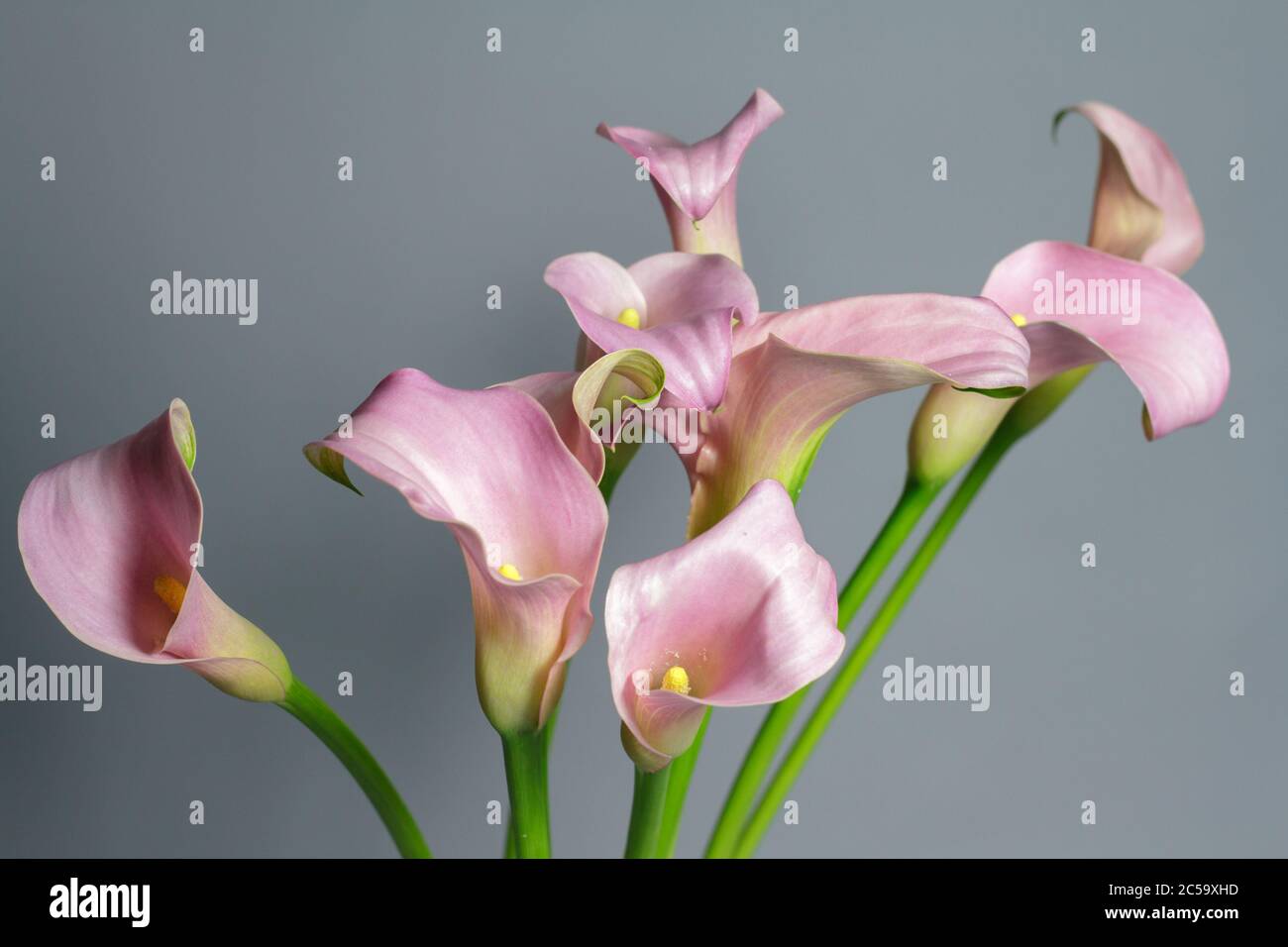 Nahaufnahme Bouquet von rosa Calla Lilien in Glasvase auf grauem Hintergrund, Gruß- oder Geschenkkonzept, selektiver Fokus Stockfoto