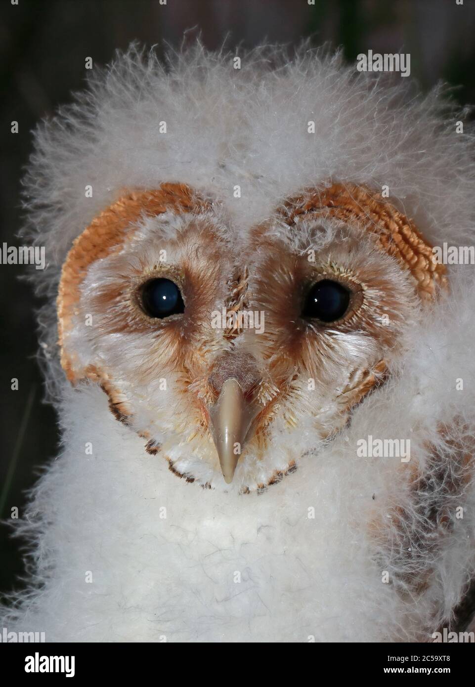 Scheune Owl (Tyto alba) Nahaufnahme des Kopfes der jungen Eccles-on-Sea, Norfolk, Großbritannien Juni Stockfoto