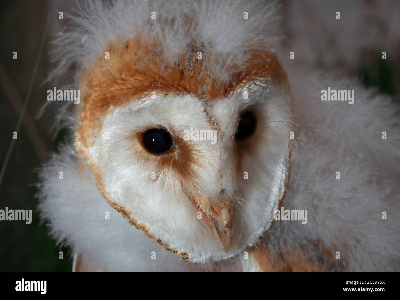 Scheune Owl (Tyto alba) Nahaufnahme des Kopfes der jungen Eccles-on-Sea, Norfolk, Großbritannien Juni Stockfoto