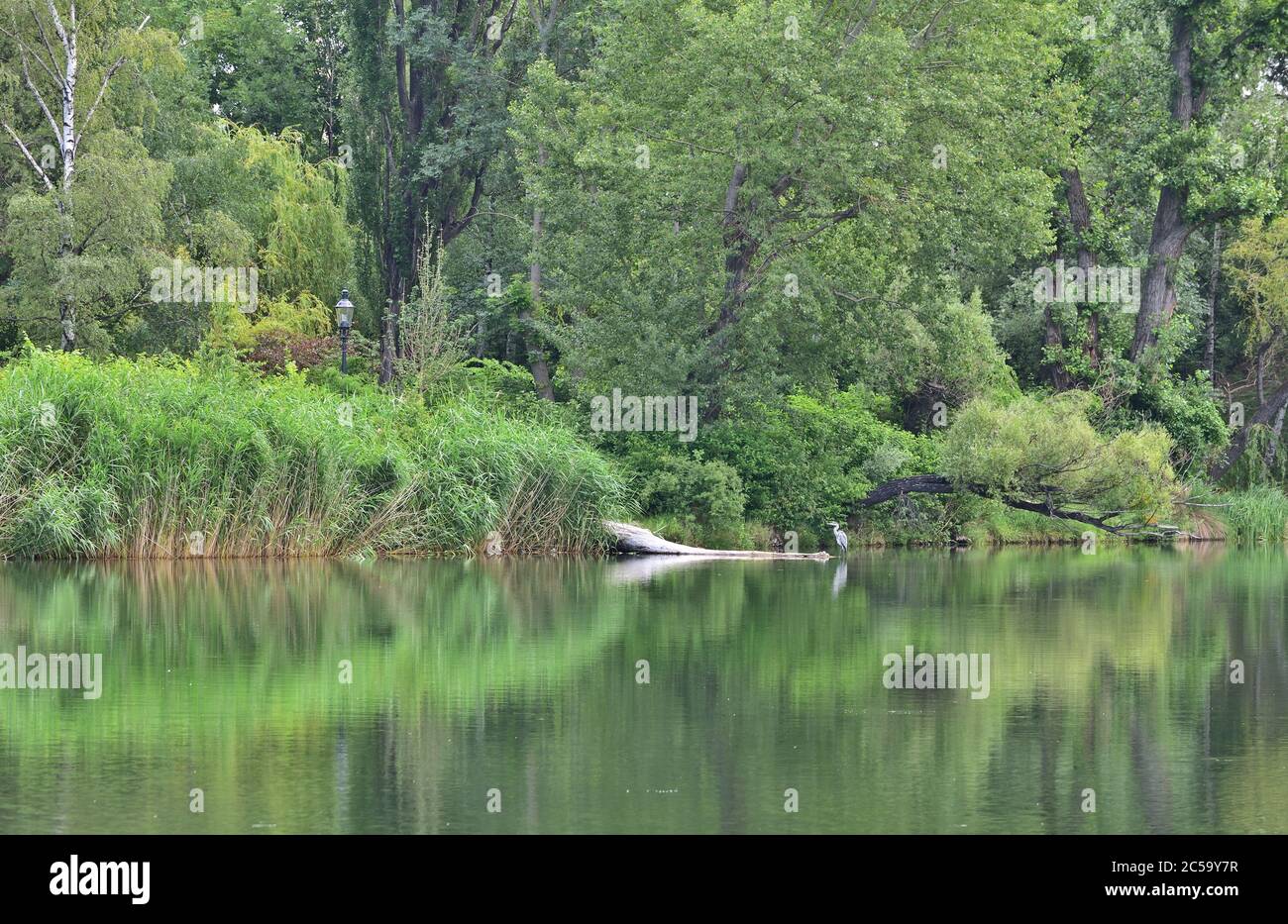 Wasserpark in Wien, Österreich mit einem Graureiher, der im Wasser reflektiert wird Stockfoto