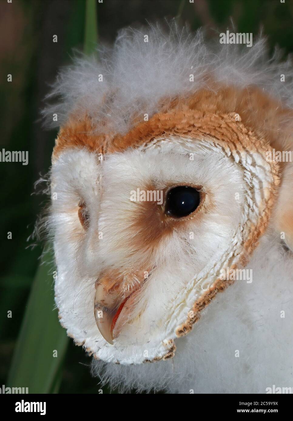 Scheune Owl (Tyto alba) Nahaufnahme des Kopfes der jungen Eccles-on-Sea, Norfolk, Großbritannien Juni Stockfoto