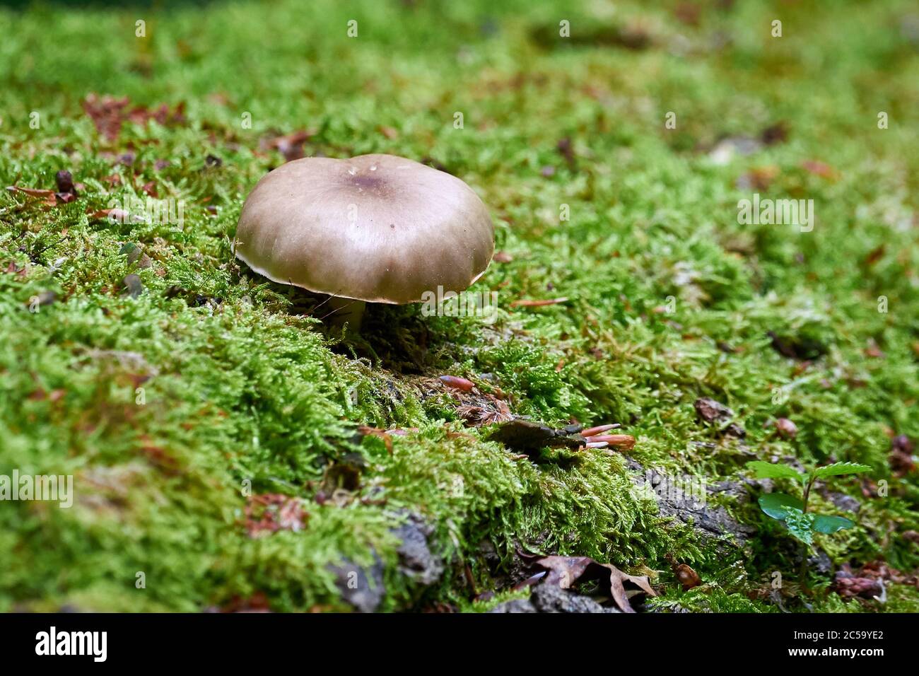 Pilz wächst auf einem Baumstamm Stockfoto