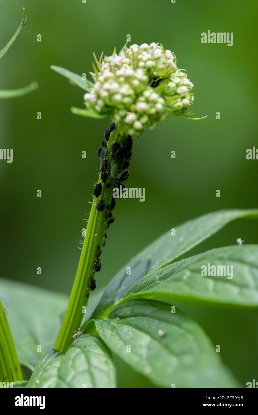 Schwarze Fliege (Simuliidae sp) Stockfoto
