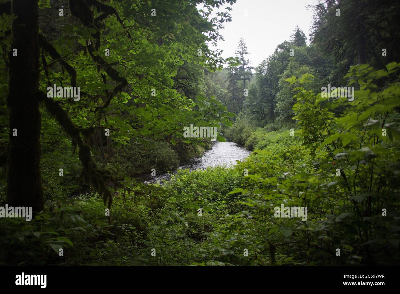 Silver Creek, im Silver Falls State Park in Oregon, USA. Stockfoto
