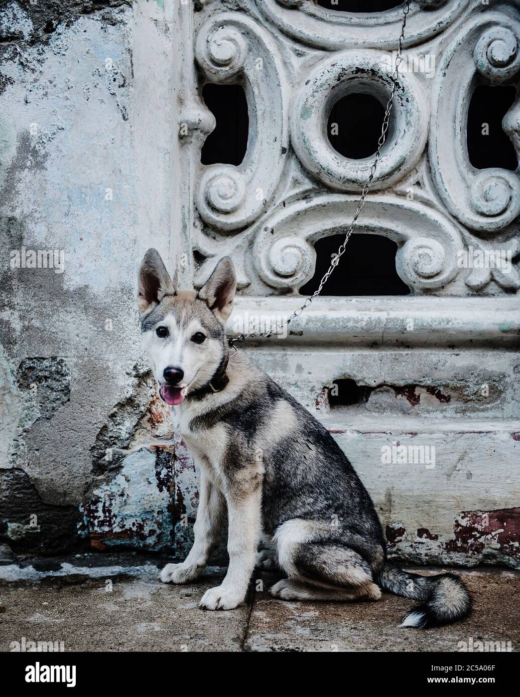 Freundlicher Hund auf den Straßen von Havanna, Kuba, Karibik Stockfoto