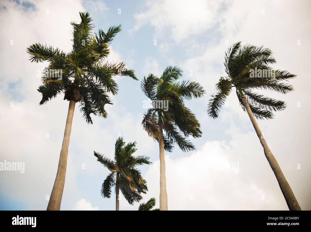 Palmen in Havanna, Kuba Stockfoto