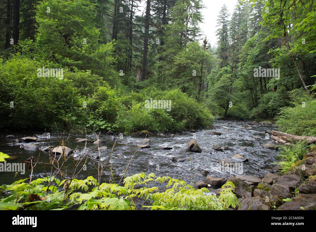 Silver Creek, im Silver Falls State Park in Oregon, USA. Stockfoto
