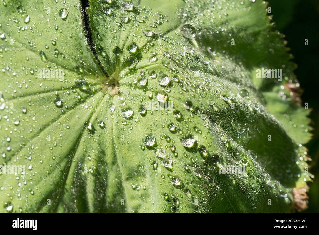 Feine hydrophile Blatthaare, die Ladys Mantel bedecken, lassen Wassertropfen nach Regen an ihnen anhaften, wegen der hydrophoben Eigenschaften Stockfoto