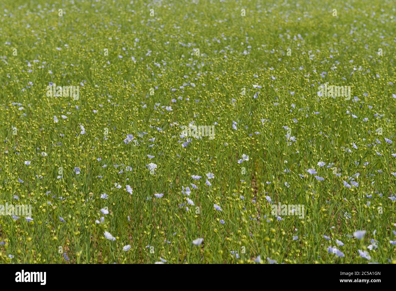 Reifende Samenköpfe von Flax, Linum usitatissimum, Leinsamen, nachdem die blauen Blüten gerade in riesigen Feldern mit entwickelnden Öl im Inneren abgefallen sind Stockfoto