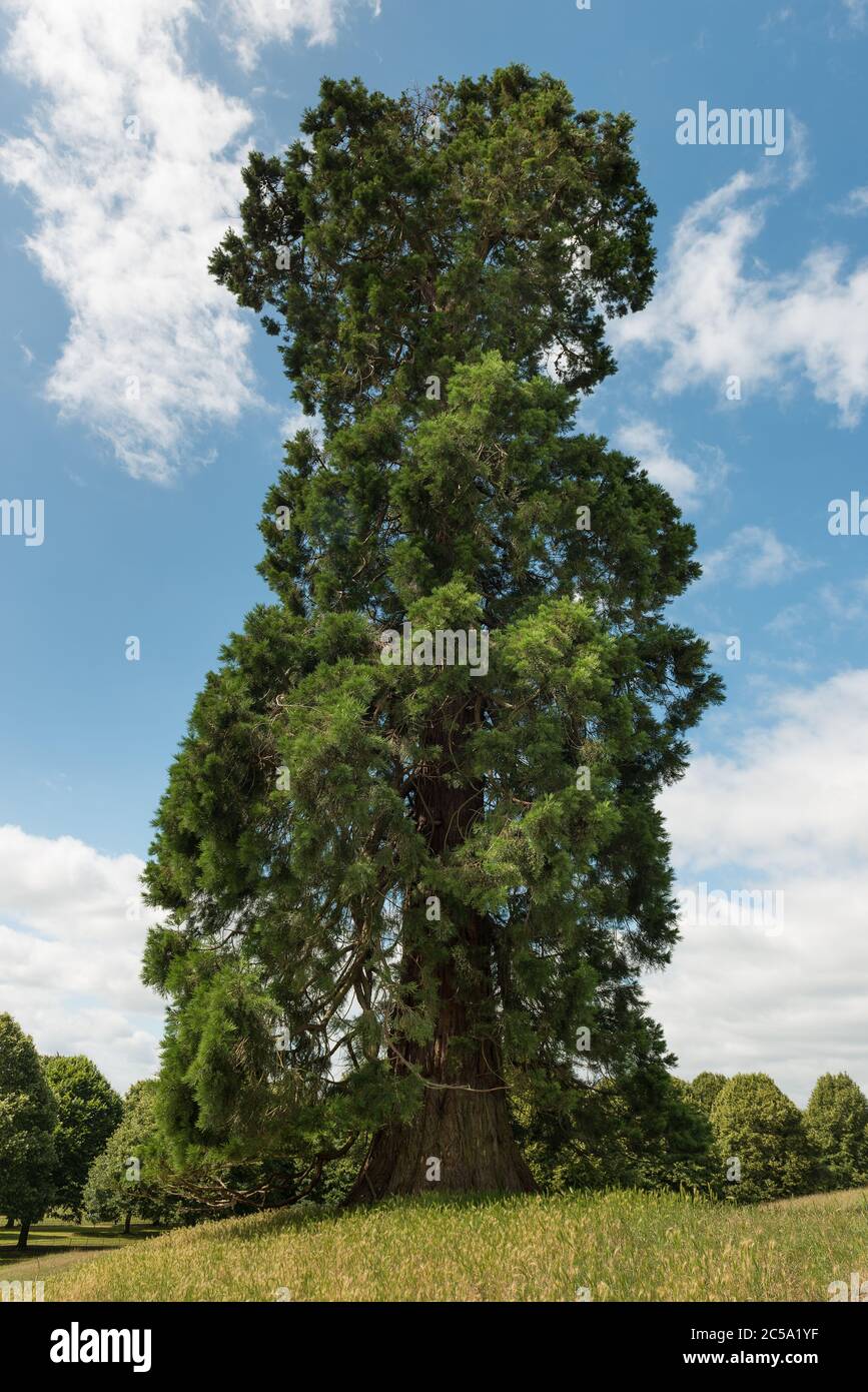 Sequoiadendron giganteum, Wellingtonia Baum, der sich durch den Wind von seiner Isolation von anderen teilweise so geformt als allein abhebt Stockfoto