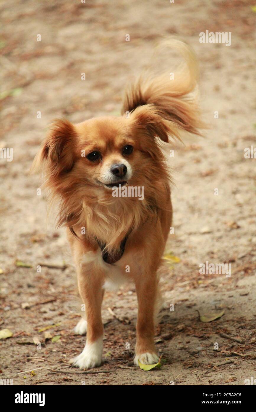 Vertikale Aufnahme eines entzückenden Hundes Papillon Rasse Hund Stockfoto