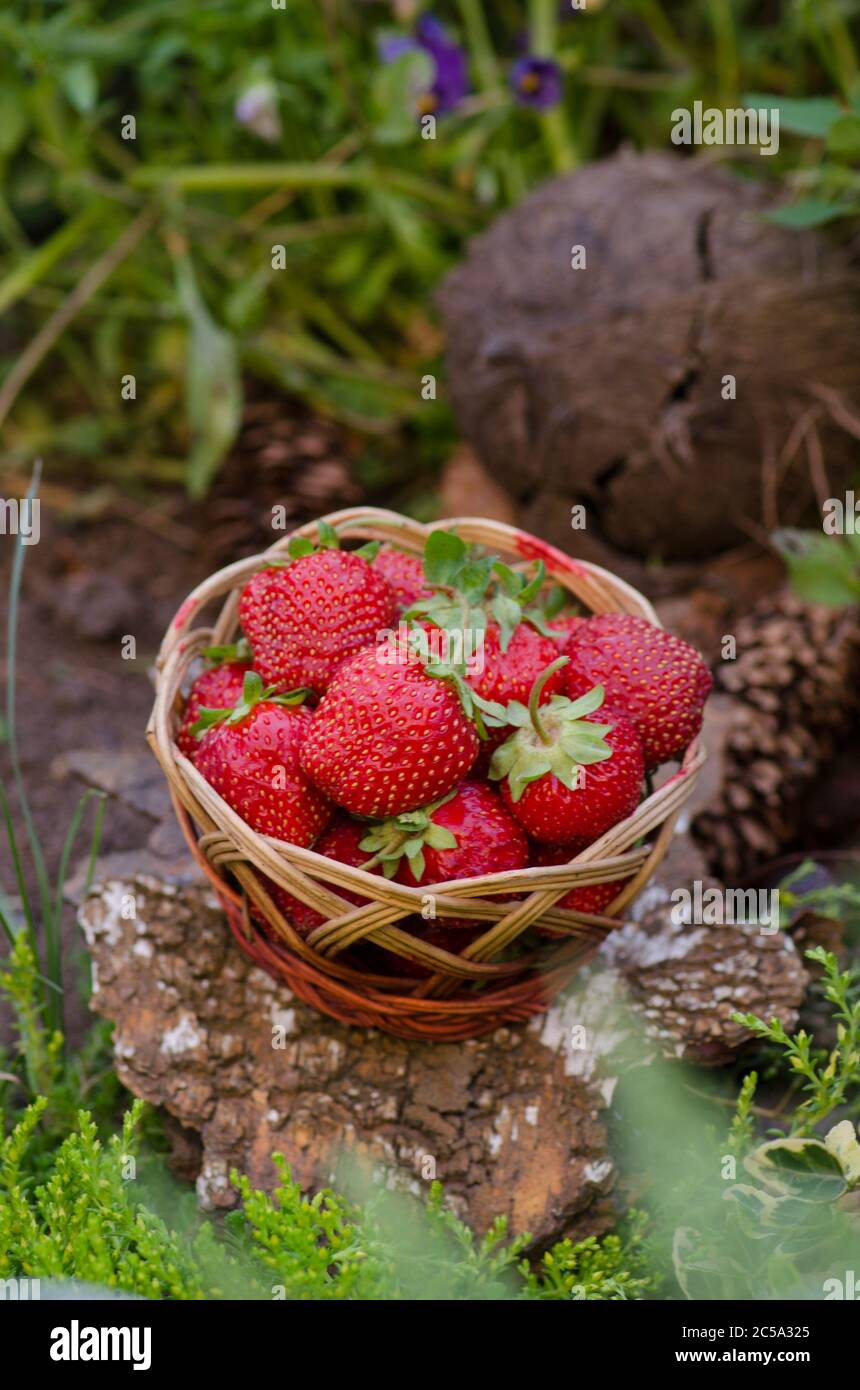 Sommerfutter mit Erdbeeren. Erdbeeren wachsen in einer natürlichen Umgebung. Erdbeere mit Blatt und blühende Blume aus nächster Nähe Stockfoto
