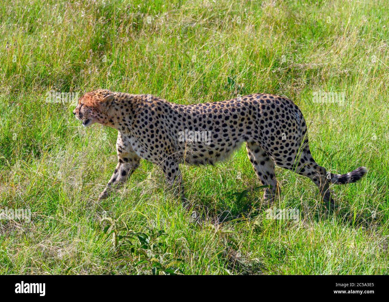 Gepard (Acinonyx jubatus), Masai Mara National Reserve, Kenia, Afrika Stockfoto