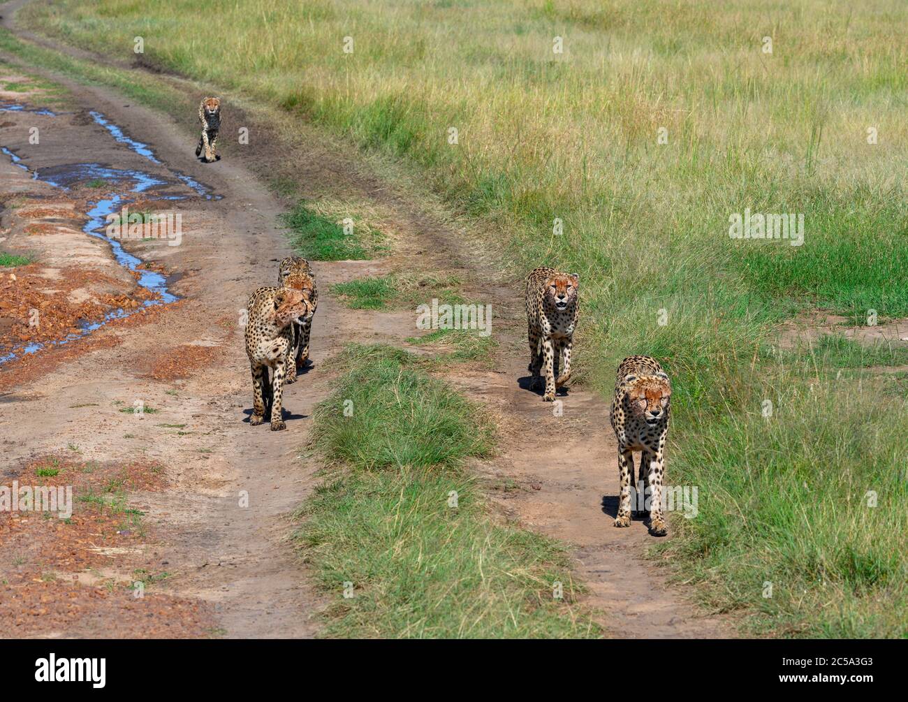Gepard (Acinonyx jubatus). Geparden, die auf einer unbefestigten Straße im Masai Mara National Reserve, Kenia, Afrika, wandern Stockfoto