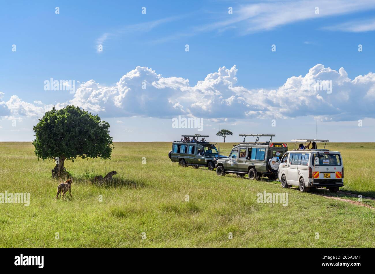 Gepard (Acinonyx jubatus). Touristen in Safaritautos auf einer Wildfahrt, die Fotos von Geparden, Masai Mara National Reserve, Kenia, Afrika Stockfoto