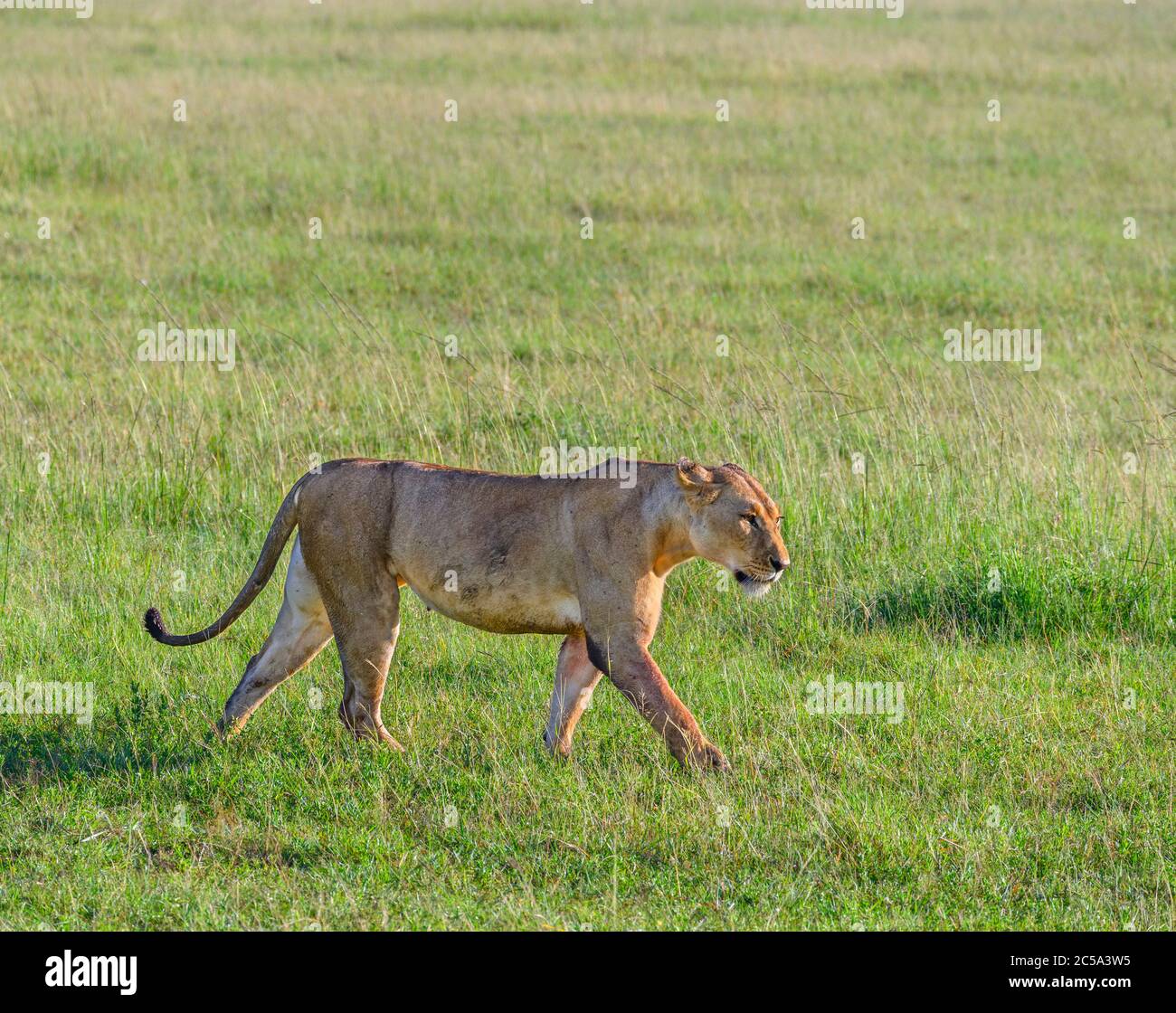 Löwe (Panthera leo). Löwin, die durch offenes Grasland, Masai Mara National Reserve, Kenia, Afrika, geht Stockfoto