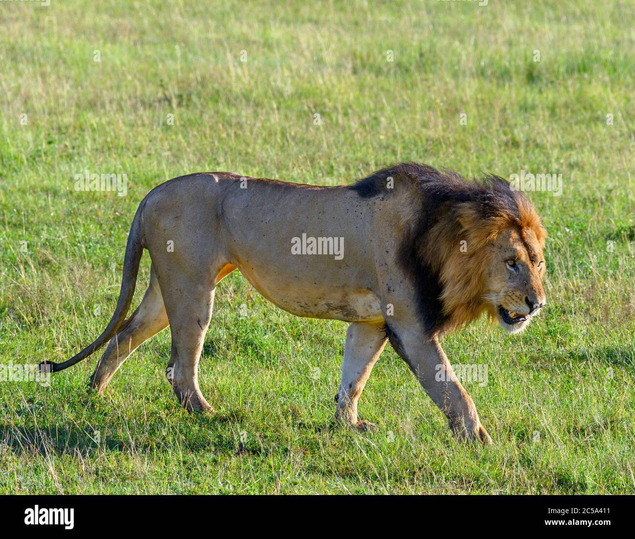 Lion (Panthera leo). Lion, der durch offenes Grasland, Masai Mara National Reserve, Kenia, Afrika geht Stockfoto