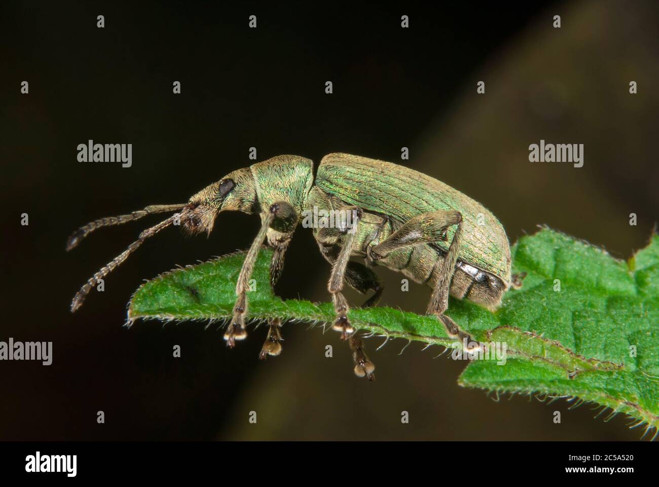 Der Breitnasenkwespel (Polydrusus formosus) Stockfoto