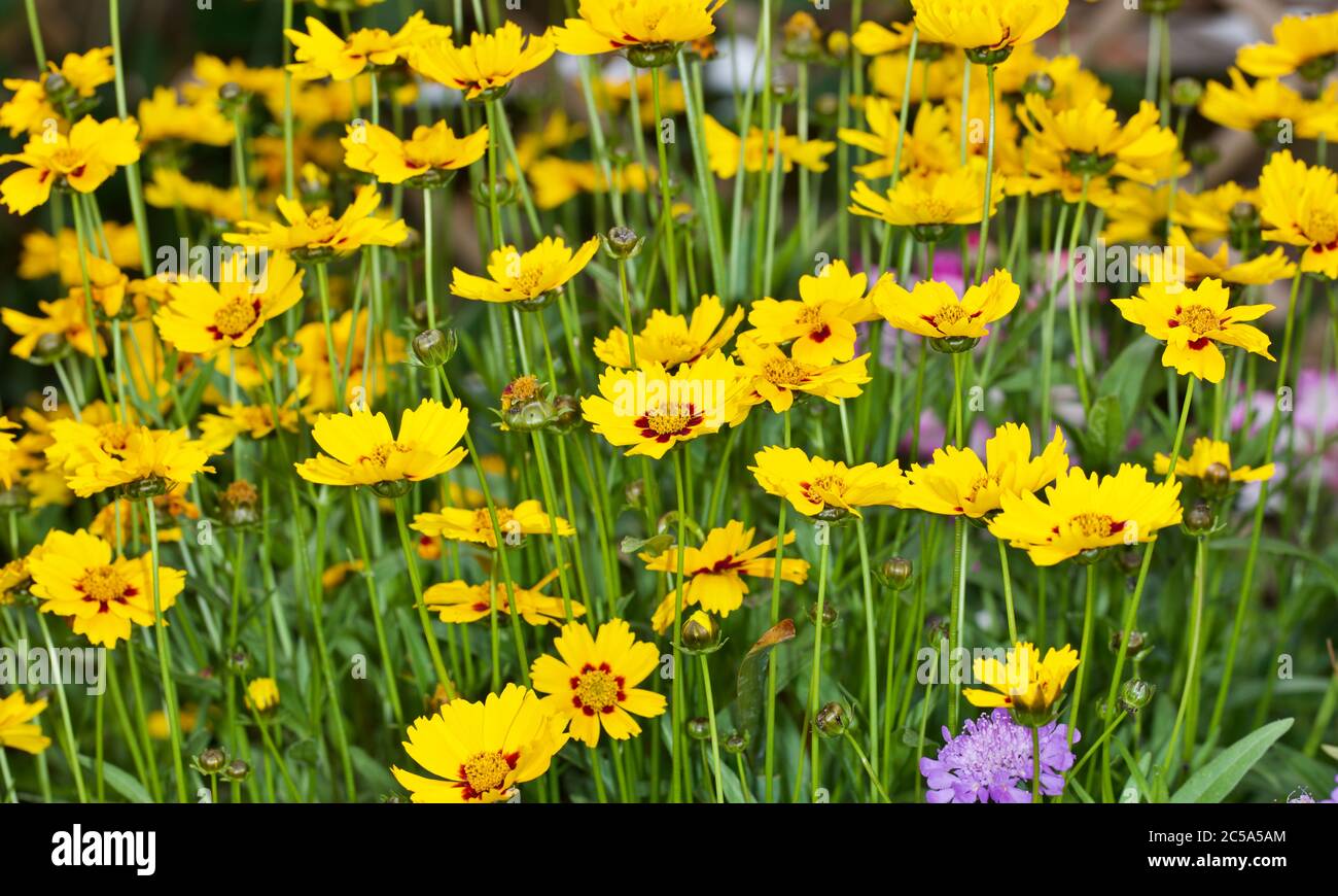 Coreopsis lanceolata ‘Sterntaler’ Stockfoto