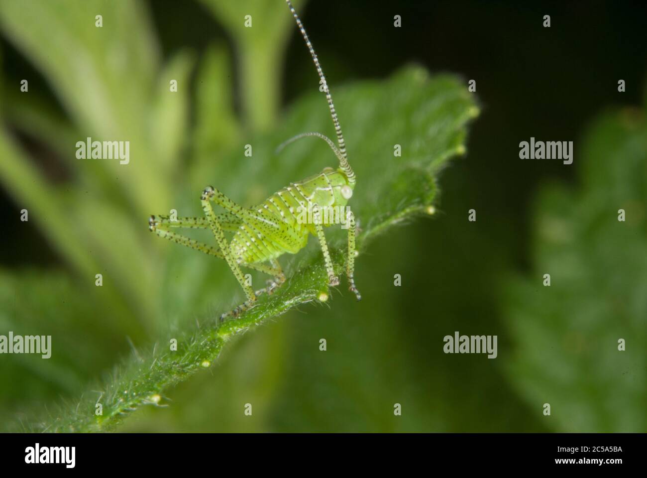 Die große grüne Busch-Cricket (Tettigonia viridissima) Stockfoto