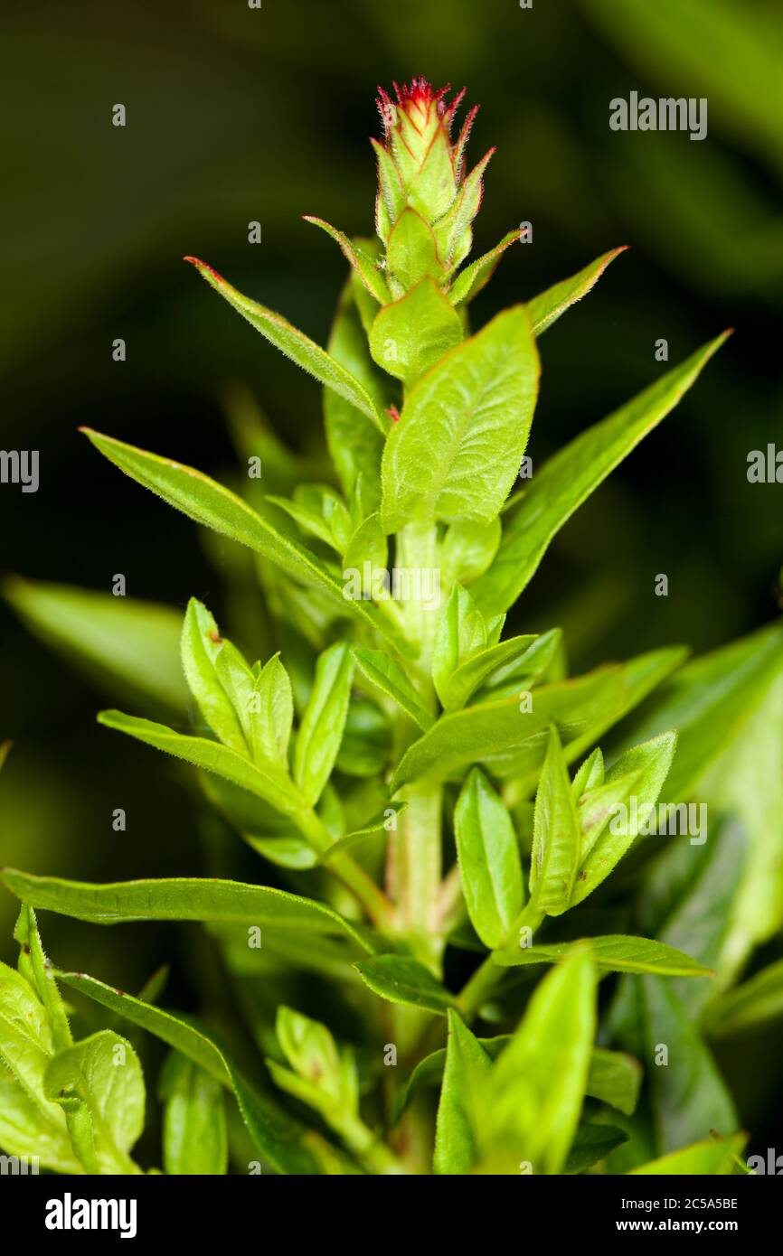 Lythrum Salicaria. Stockfoto