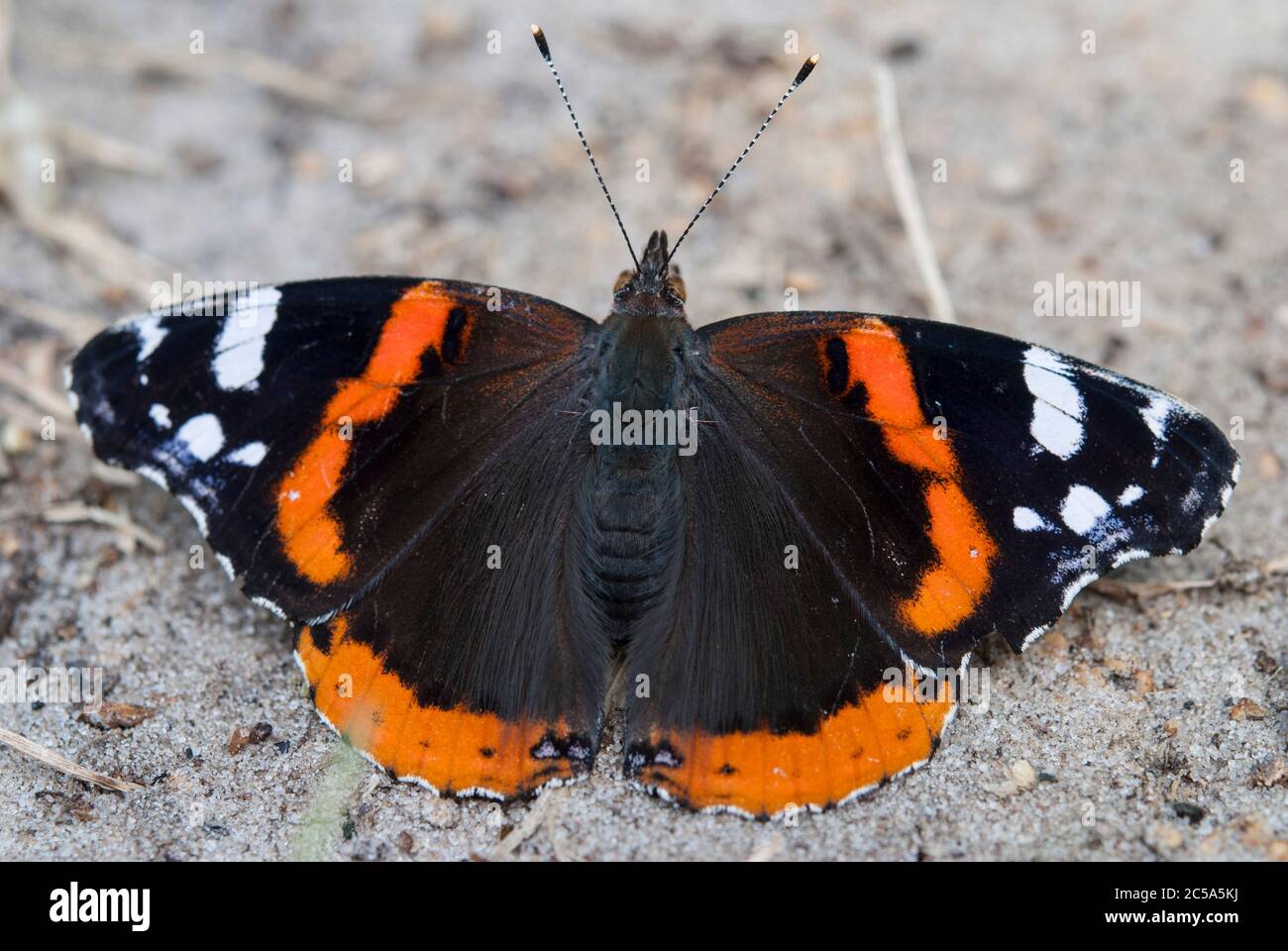 Der rote Admiral (Vanessa atalanta) Stockfoto