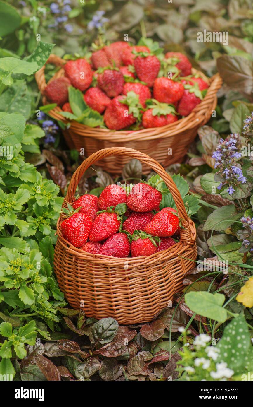 Erdbeeren an sonnigen Tagen. Verschiedene saftige Erdbeere mit Blättern in einem Korb. Frisch gepflückte Erdbeeren in einem Korb Stockfoto